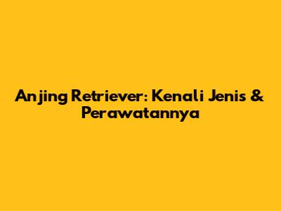 Anjing Retriever: Kenali Jenis & Perawatannya