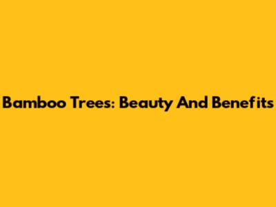 Bamboo Trees: Beauty And Benefits
