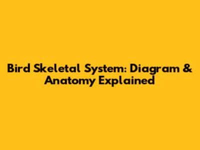 Bird Skeletal System: Diagram & Anatomy Explained
