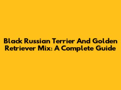 Black Russian Terrier And Golden Retriever Mix: A Complete Guide