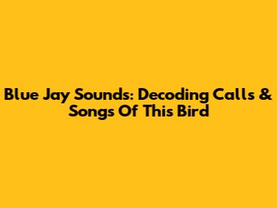 Blue Jay Sounds: Decoding Calls & Songs Of This Bird