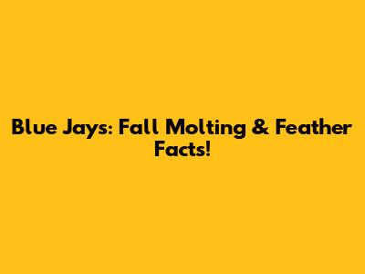 Blue Jays: Fall Molting & Feather Facts!