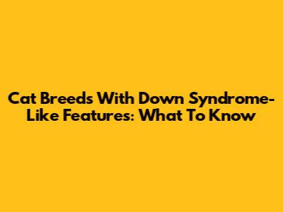 Cat Breeds With Down Syndrome-Like Features: What To Know
