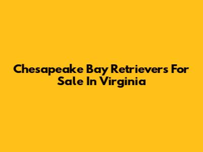 Chesapeake Bay Retrievers For Sale In Virginia