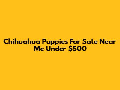 Chihuahua Puppies For Sale Near Me Under $500