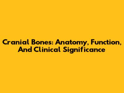 Cranial Bones: Anatomy, Function, And Clinical Significance