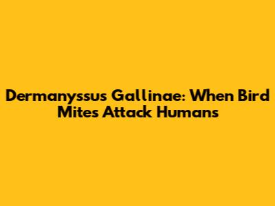 Dermanyssus Gallinae: When Bird Mites Attack Humans