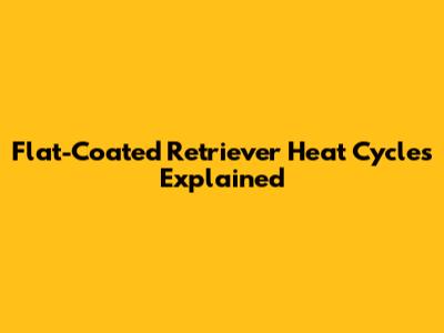 Flat-Coated Retriever Heat Cycles Explained