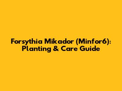 Forsythia 'Mikador' (Minfor6): Planting & Care Guide