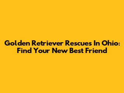 Golden Retriever Rescues In Ohio: Find Your New Best Friend