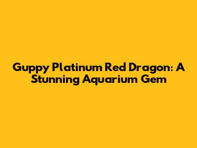 Guppy Platinum Red Dragon: A Stunning Aquarium Gem