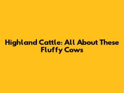 Highland Cattle: All About These Fluffy Cows
