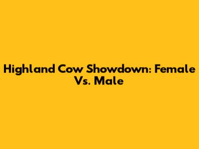 Highland Cow Showdown: Female Vs. Male