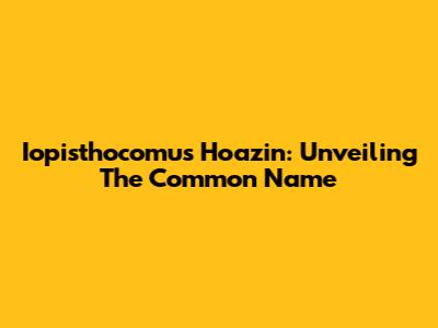 Iopisthocomus Hoazin: Unveiling The Common Name