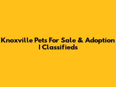 Knoxville Pets For Sale & Adoption | Classifieds