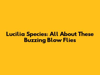 Lucilia Species: All About These Buzzing Blow Flies