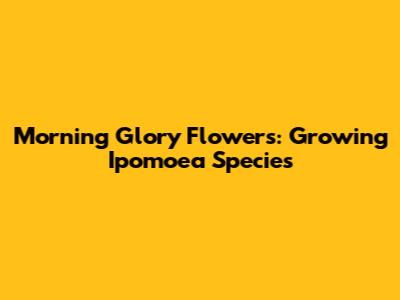 Morning Glory Flowers: Growing Ipomoea Species