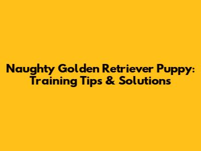 Naughty Golden Retriever Puppy: Training Tips & Solutions
