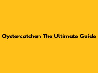 Oystercatcher: The Ultimate Guide