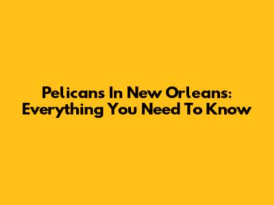 Pelicans In New Orleans: Everything You Need To Know