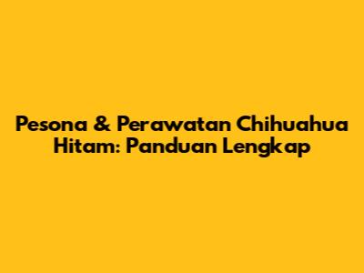 Pesona & Perawatan Chihuahua Hitam: Panduan Lengkap