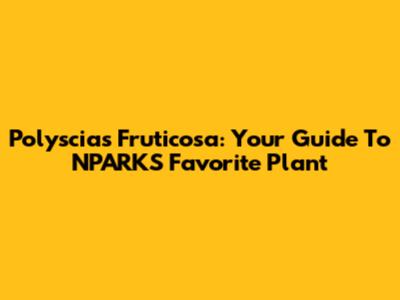 Polyscias Fruticosa: Your Guide To NPARKS' Favorite Plant