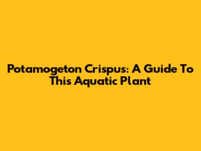 Potamogeton Crispus: A Guide To This Aquatic Plant