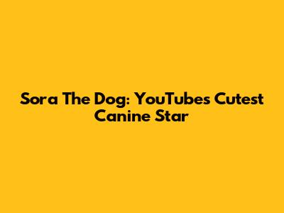 Sora The Dog: YouTube's Cutest Canine Star