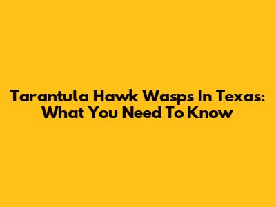 Tarantula Hawk Wasps In Texas: What You Need To Know