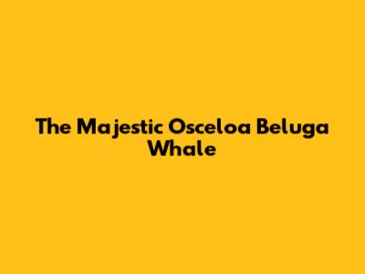The Majestic Osceloa Beluga Whale