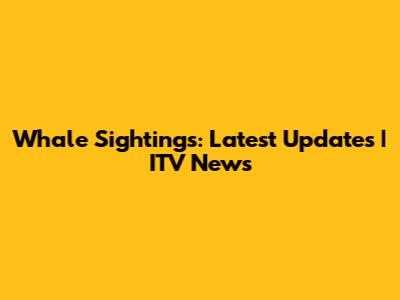 Whale Sightings: Latest Updates | ITV News