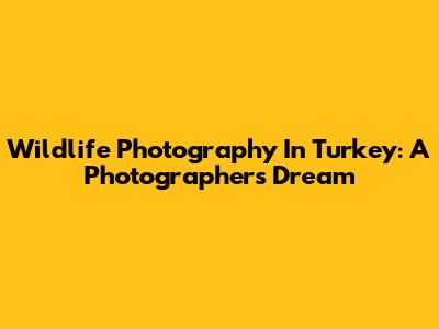 Wildlife Photography In Turkey: A Photographer's Dream